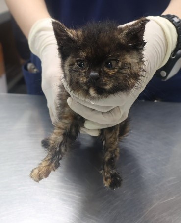 [고양이] 한국 고양이 제주-제주-2025-01339 유기동물 배경 이미지 입니다.
